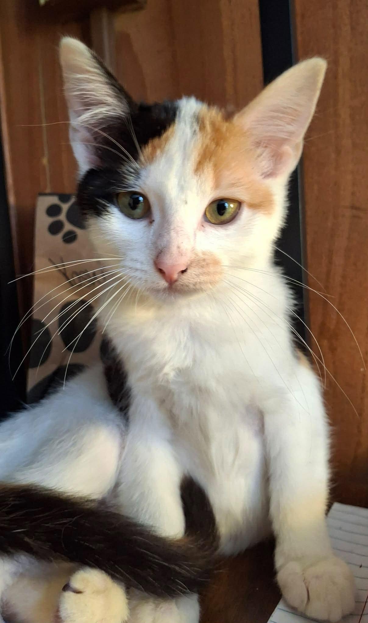 Enlarge Frankie, a Adoptable Calico in Beckley, WV image 2/3
