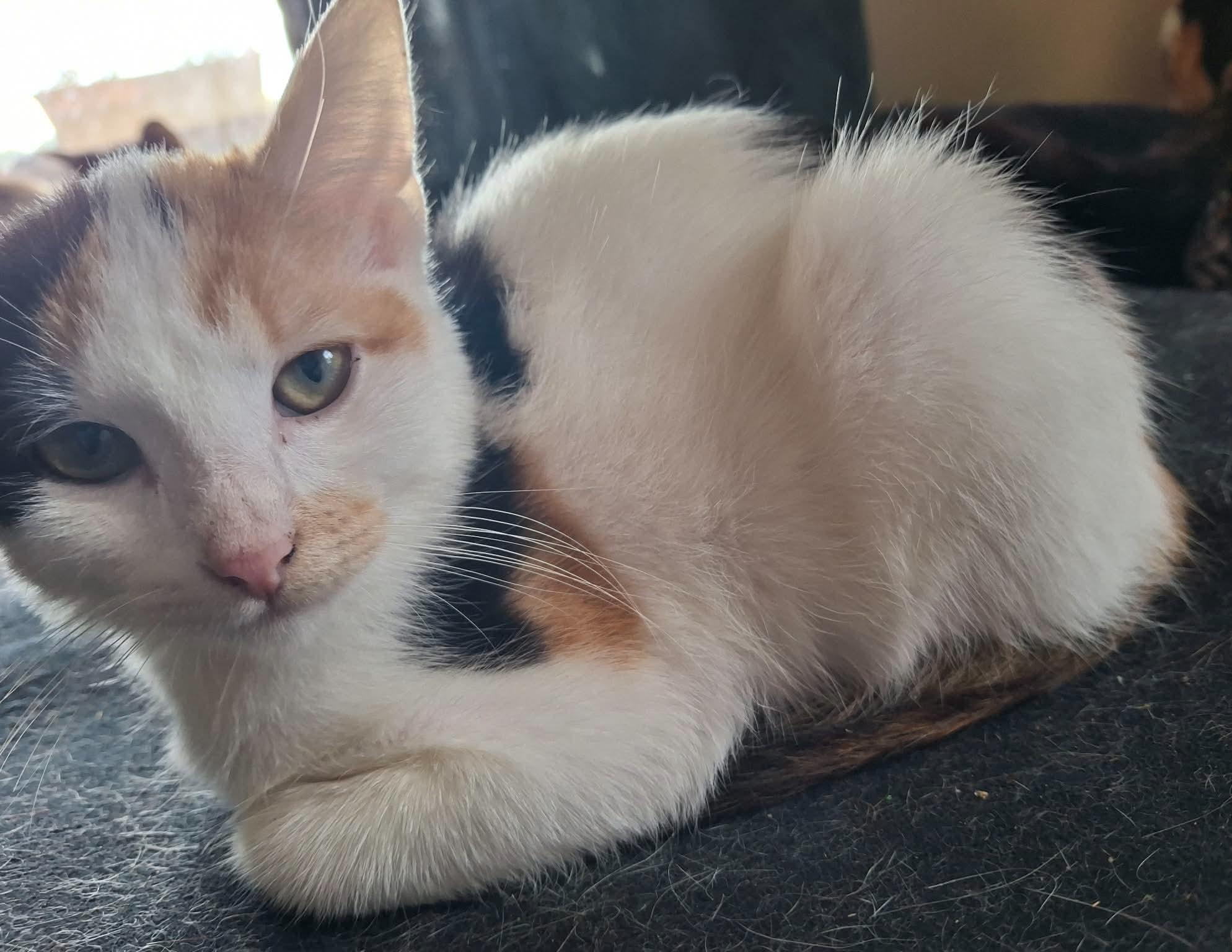 Enlarge Frankie, a Adoptable Calico in Beckley, WV image 3/3