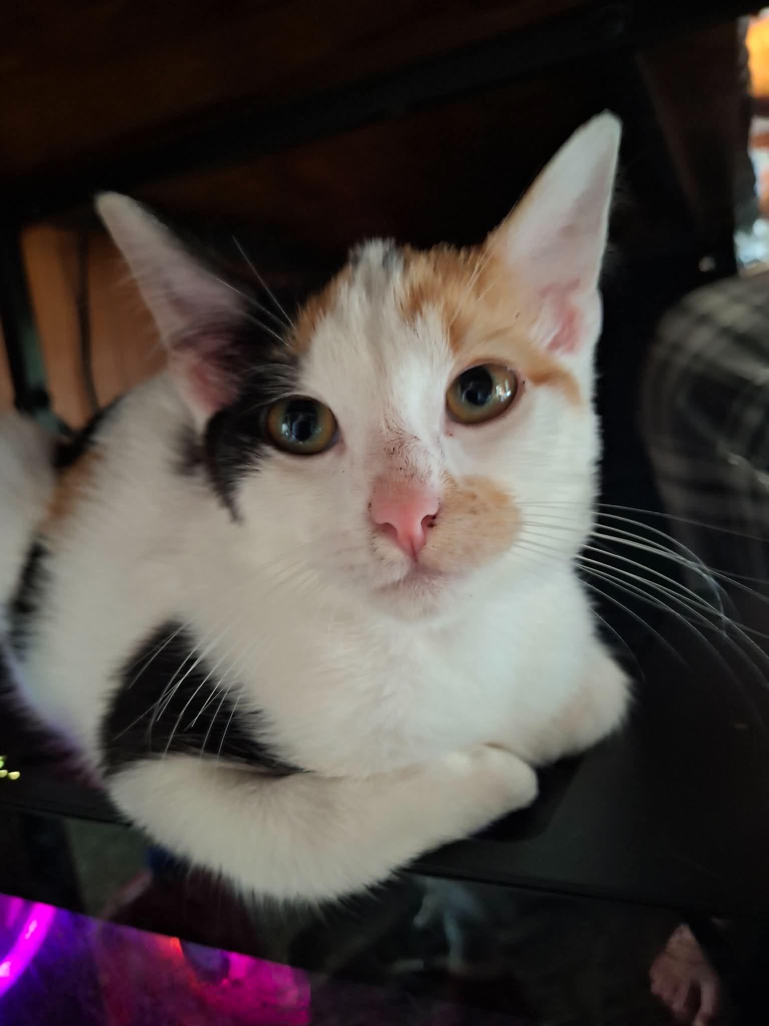 Frankie, Adoptable, Kitten Female Calico.