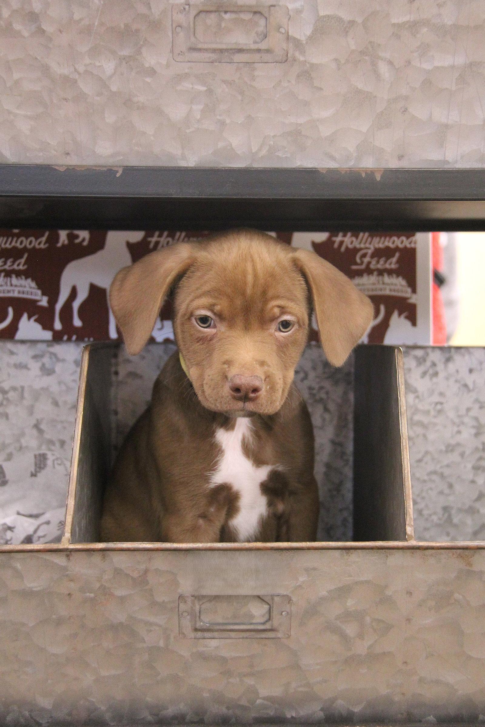 Colleen, Adoptable, Puppy Female Mixed Breed.