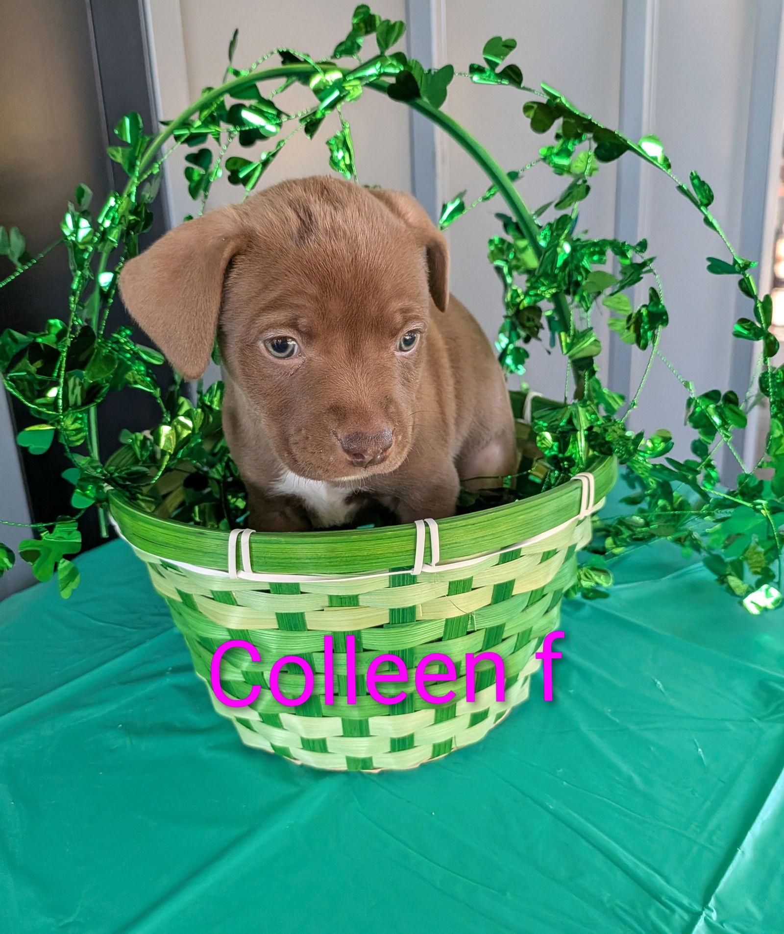 Enlarge Colleen, a Adoptable Mixed Breed in Charlotte, NC image 1/1