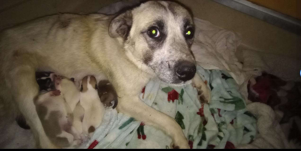 Enlarge Girl Shawnee, a Adopted mixed breed in San Luis, CO image 3/4