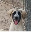 Enlarge Girl Shawnee, a Adopted mixed breed in San Luis, CO image 1/4