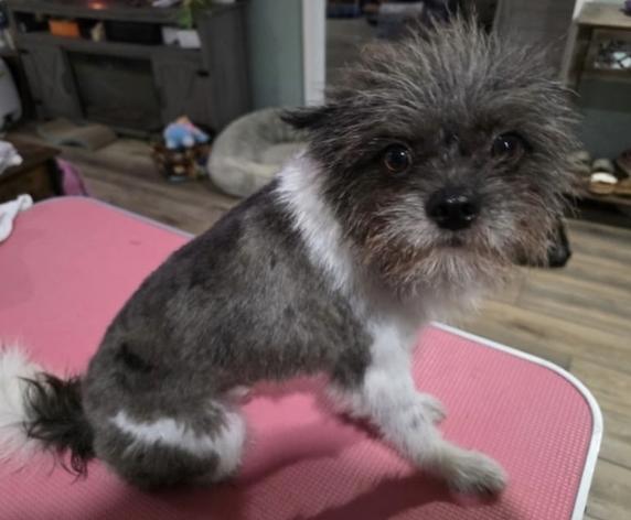 Wookie, Adopted, Young Male Pomeranian.