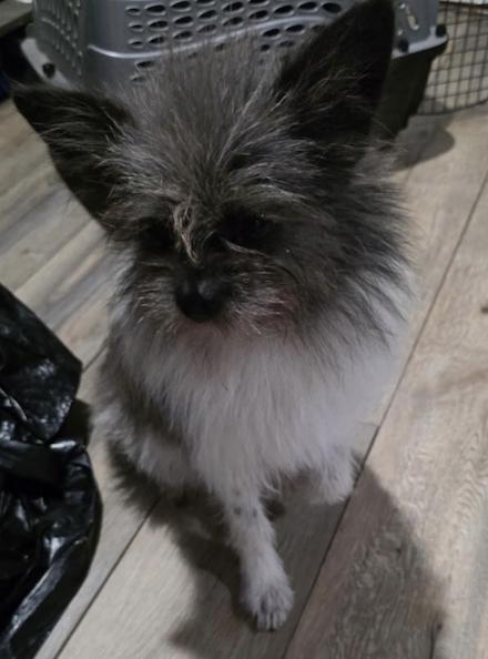 Wookie, a Adopted Pomeranian in Decatur, GA image 2/3