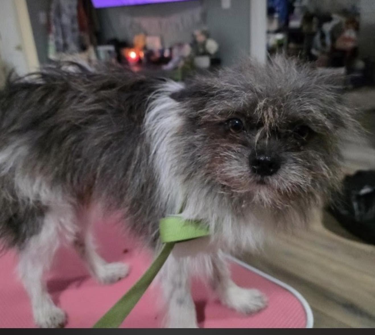 Wookie, a Adopted Pomeranian in Decatur, GA image 3/3