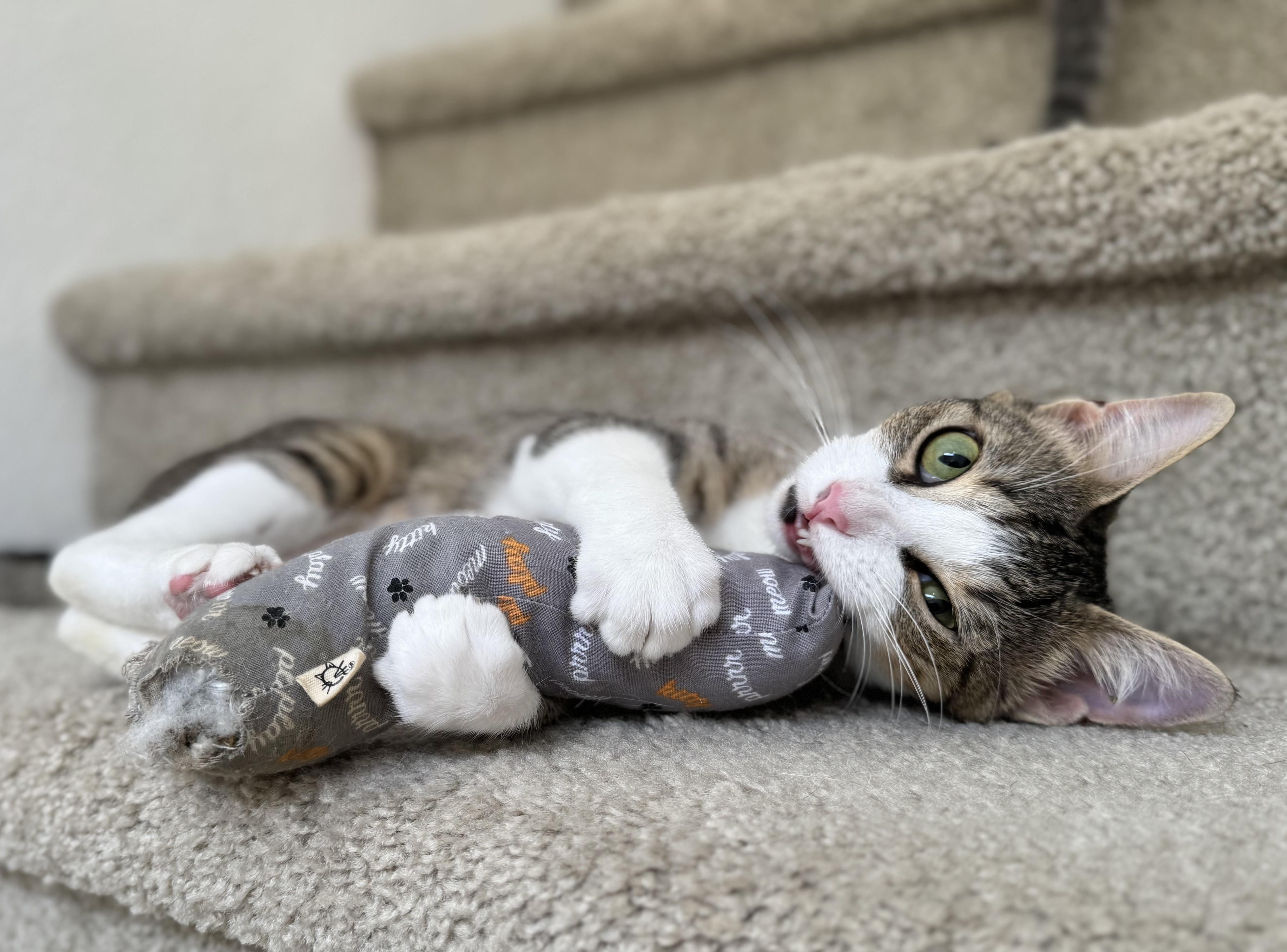 Enlarge Dana & Abbot (bonded pair), a Adoptable mixed breed in Oceanside, CA image 3/6