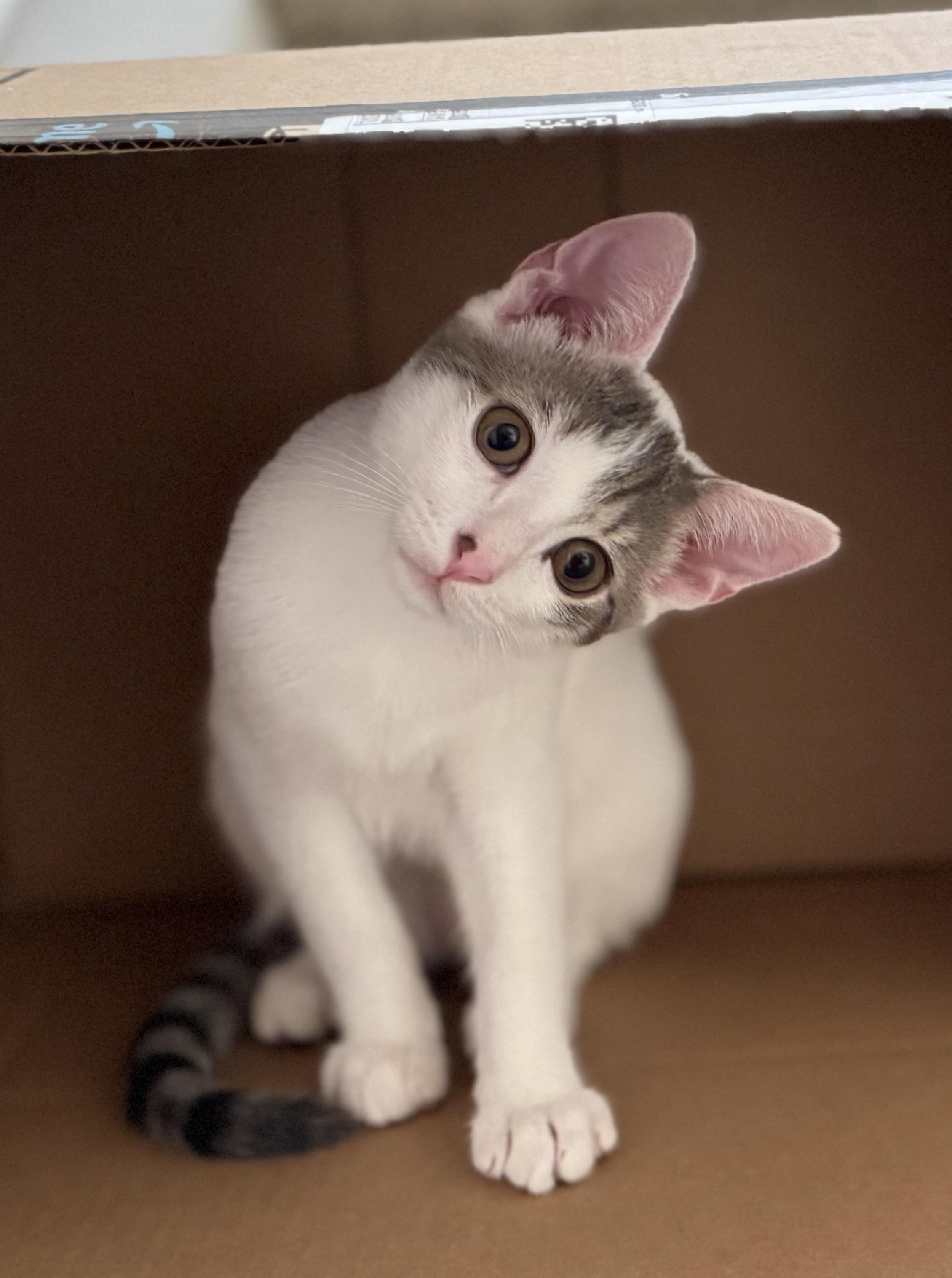 Enlarge Dana & Abbot (bonded pair), a Adoptable mixed breed in Oceanside, CA image 2/6