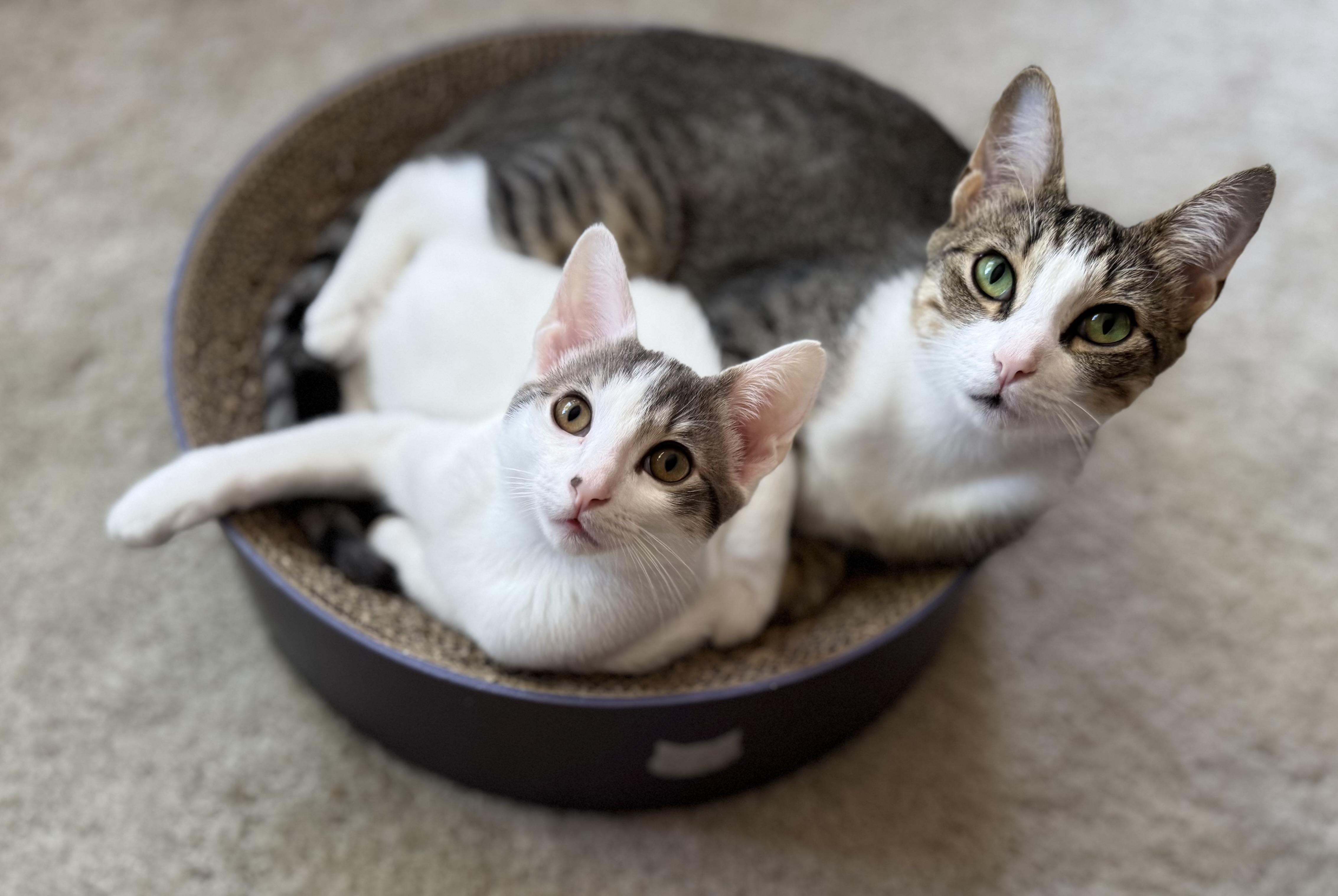 Enlarge Dana & Abbot (bonded pair), a Adoptable mixed breed in Oceanside, CA image 1/6