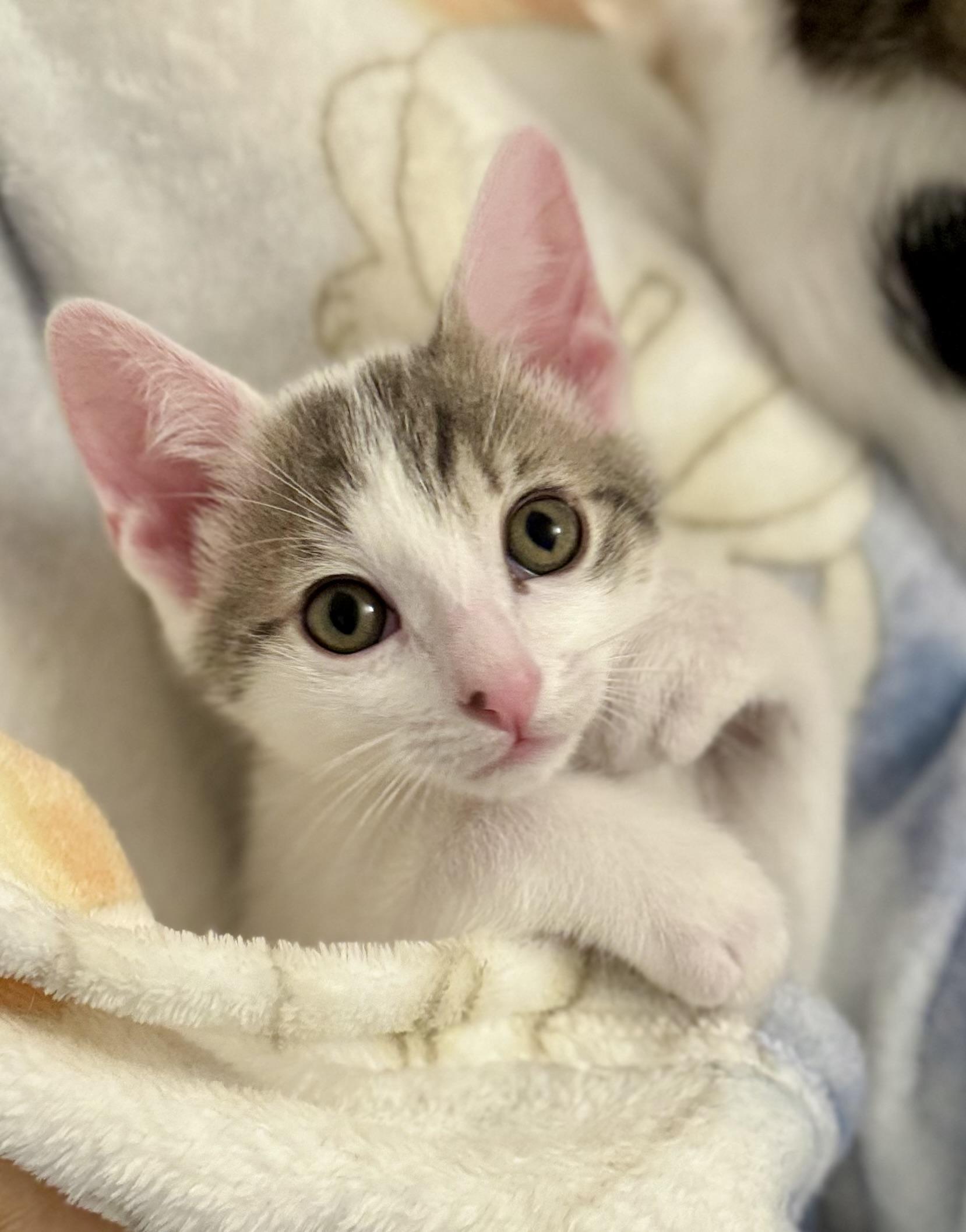 Enlarge Dana & Abbot (bonded pair), a Adoptable mixed breed in Oceanside, CA image 4/6