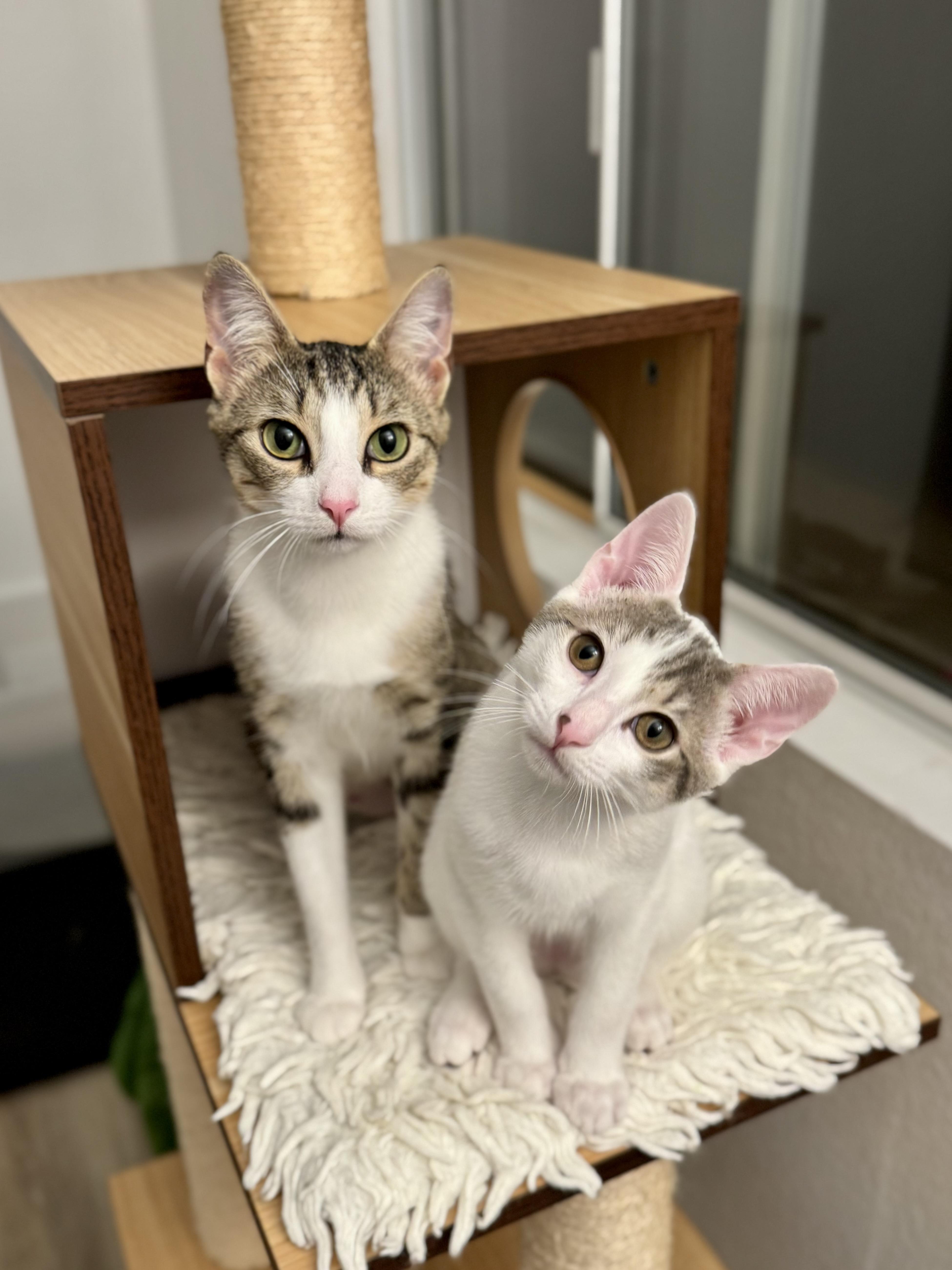 Enlarge Dana & Abbot (bonded pair), a Adoptable mixed breed in Oceanside, CA image 5/6