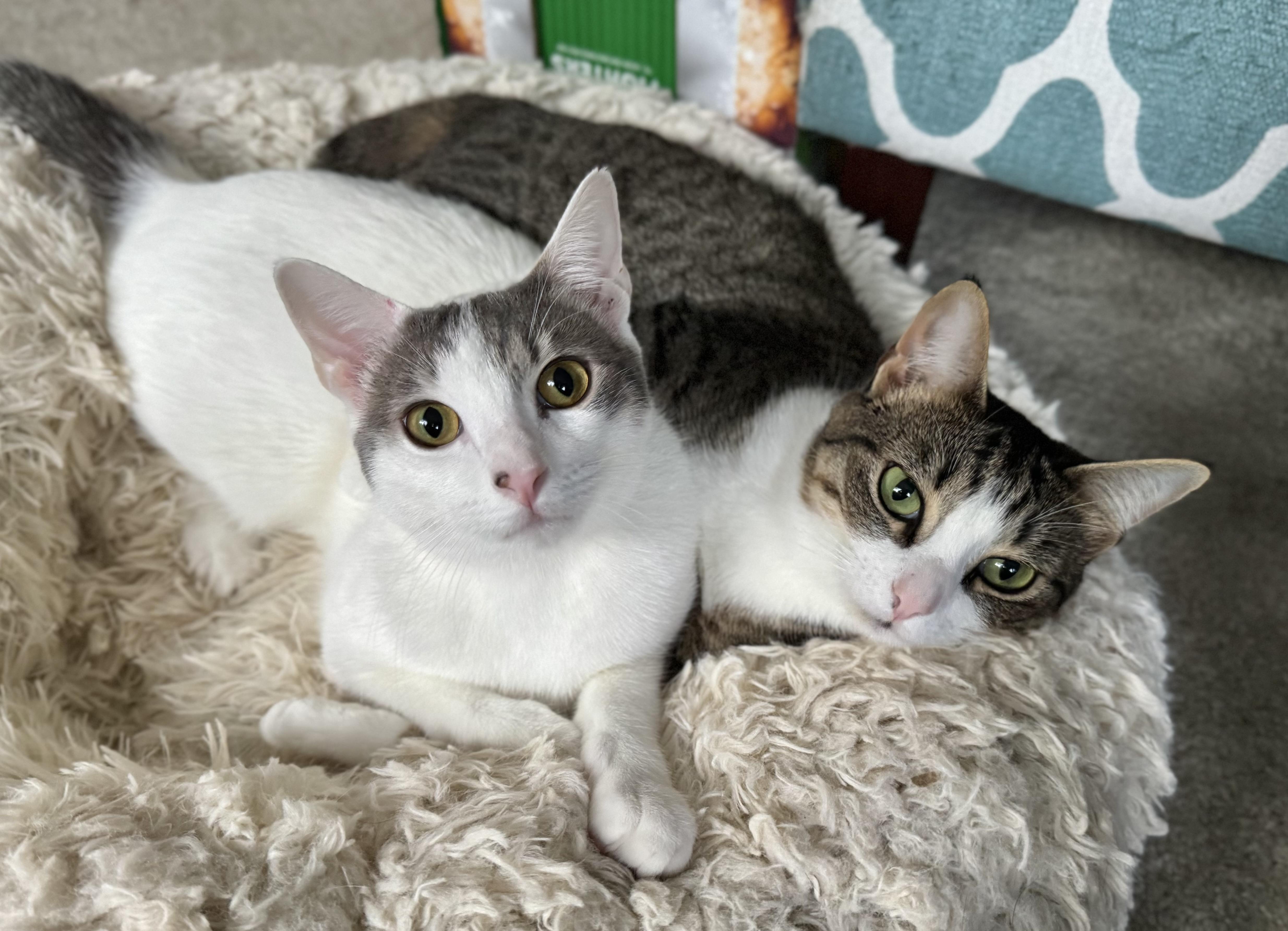 Dana & Abbot (bonded pair), an adoptable mixed breed in Oceanside, CA image 5/6