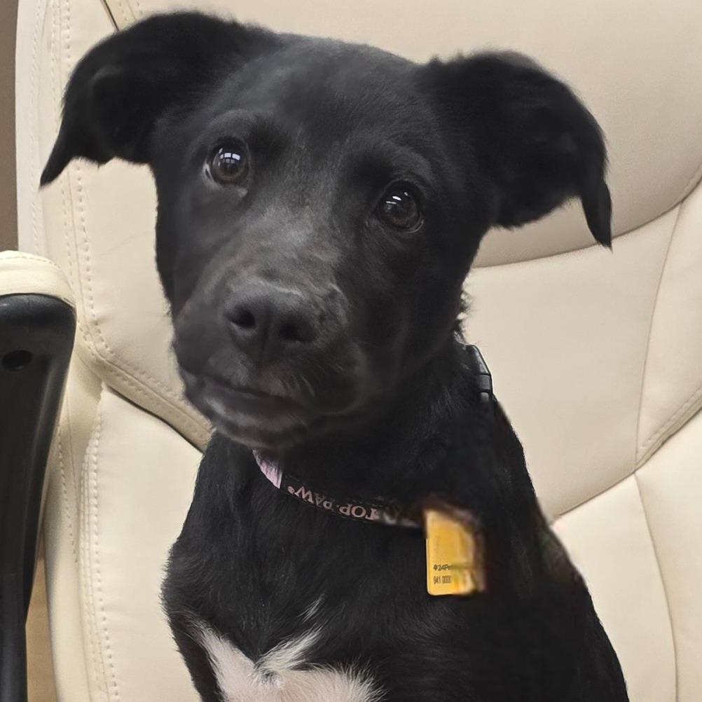 Enlarge Caroline, a Adoptable mixed breed in Wickenburg, AZ image 1/3