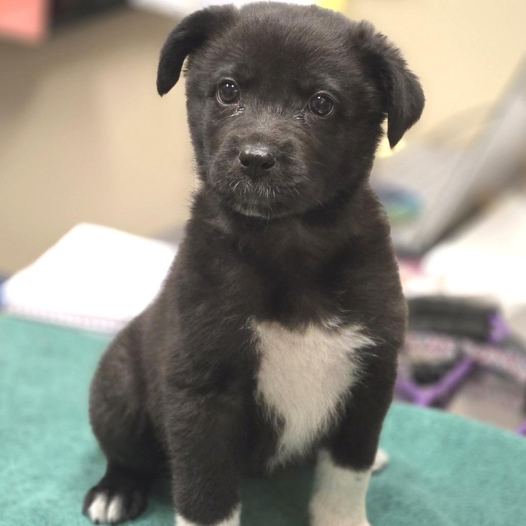 Enlarge Caroline, a Adoptable mixed breed in Wickenburg, AZ image 2/3