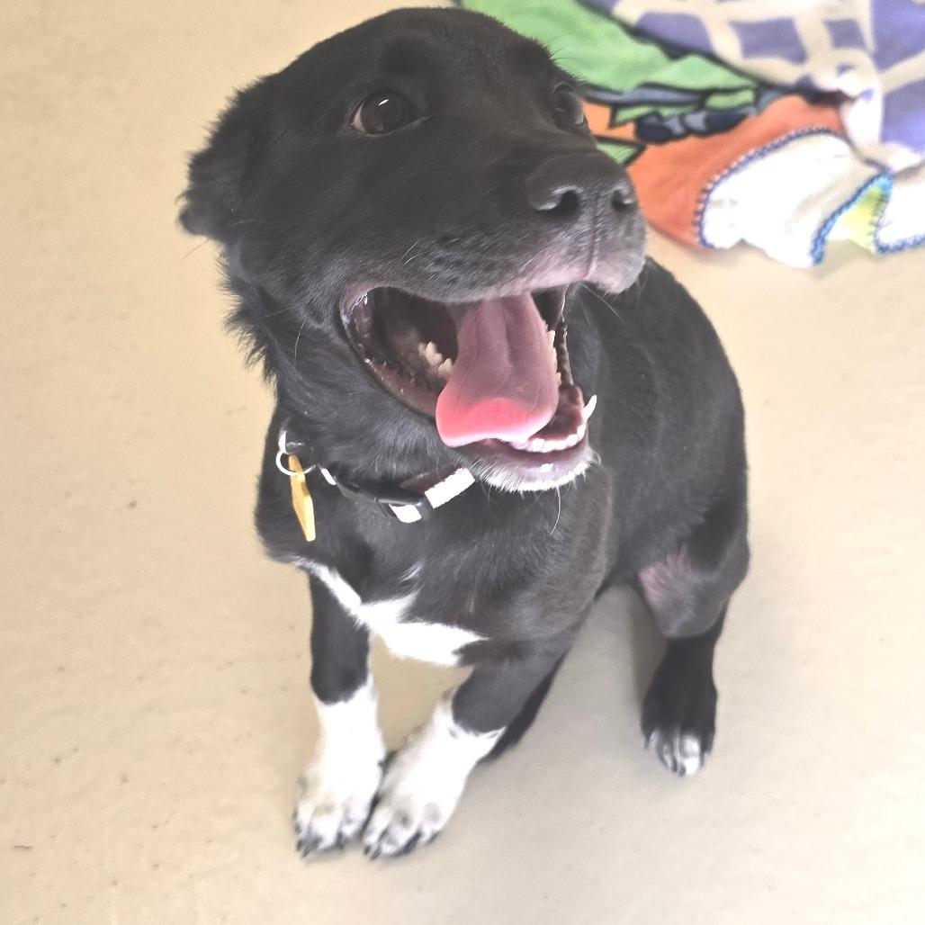 Enlarge Caroline, a Adoptable mixed breed in Wickenburg, AZ image 3/3