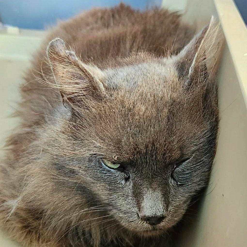 Phineas, Adoptable, Senior Male Domestic Short Hair.