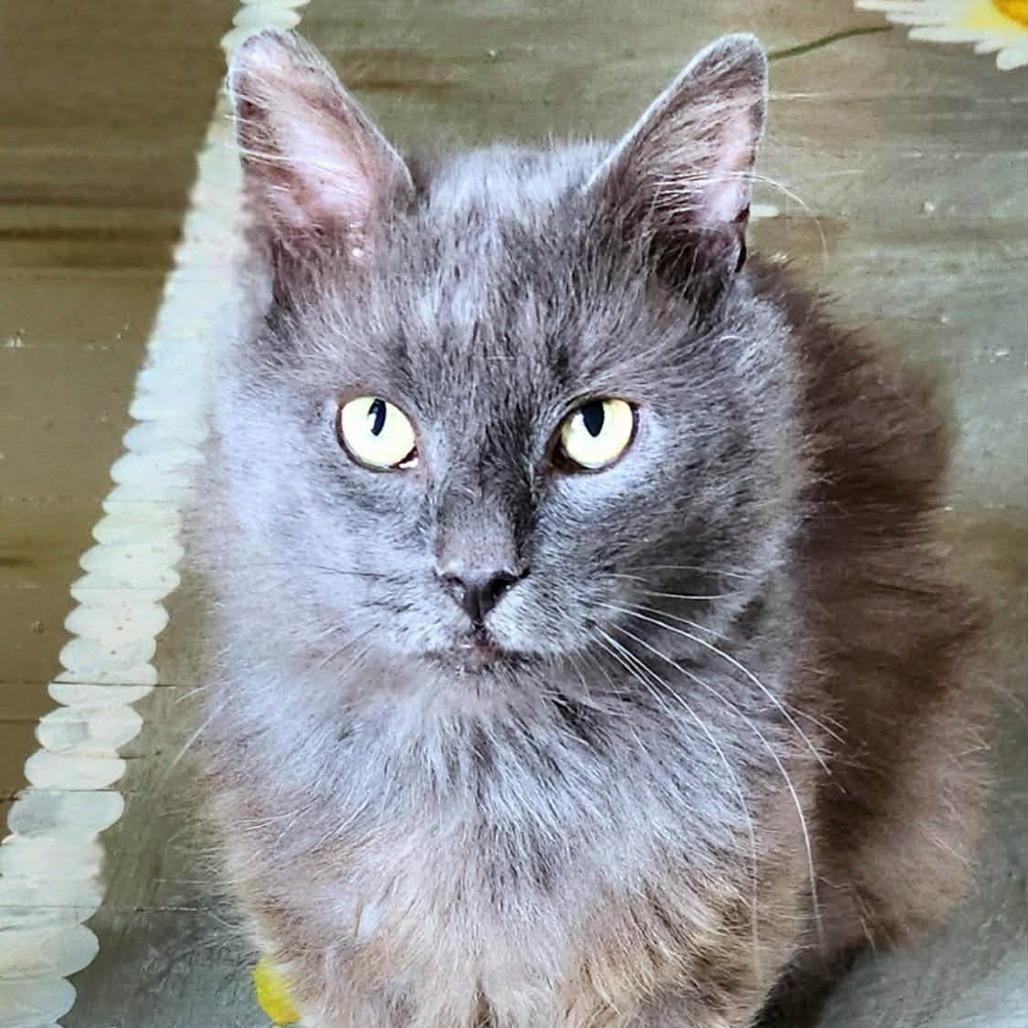 Enlarge Phineas, a Adoptable Domestic Short Hair in Winchester, VA image 2/5