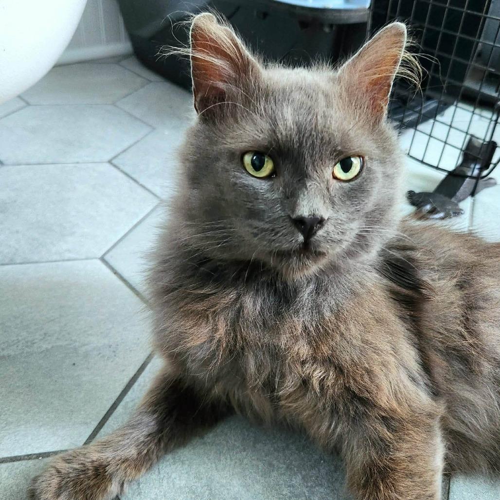 Enlarge Phineas, a Adoptable Domestic Short Hair in Winchester, VA image 3/5
