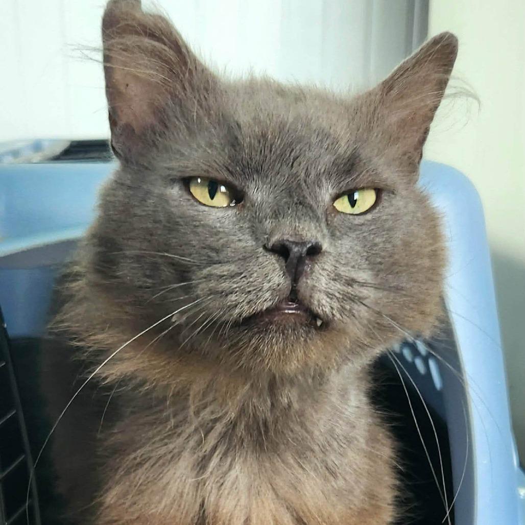 Enlarge Phineas, a Adoptable Domestic Short Hair in Winchester, VA image 4/5