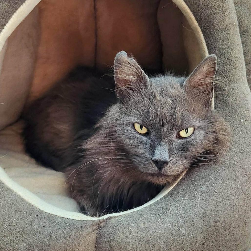 Enlarge Phineas, a Adoptable Domestic Short Hair in Winchester, VA image 5/5