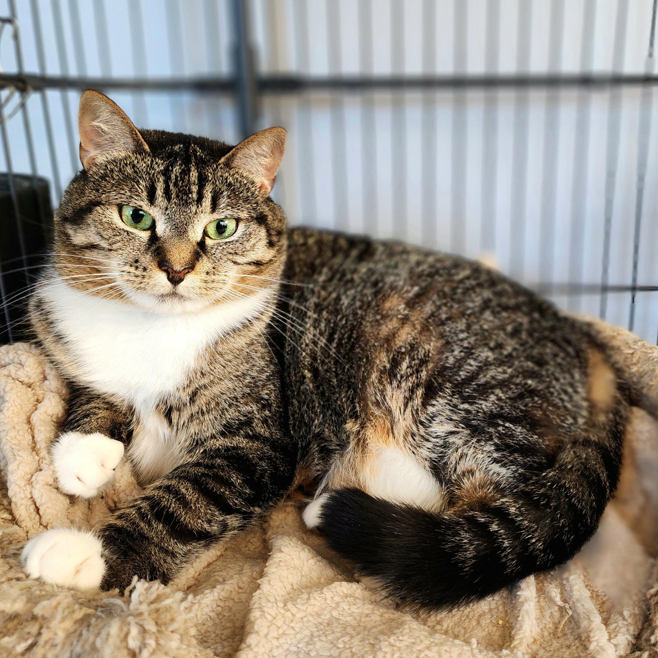 Evie, a Adoptable Domestic Short Hair in Warwick, RI image 1/5