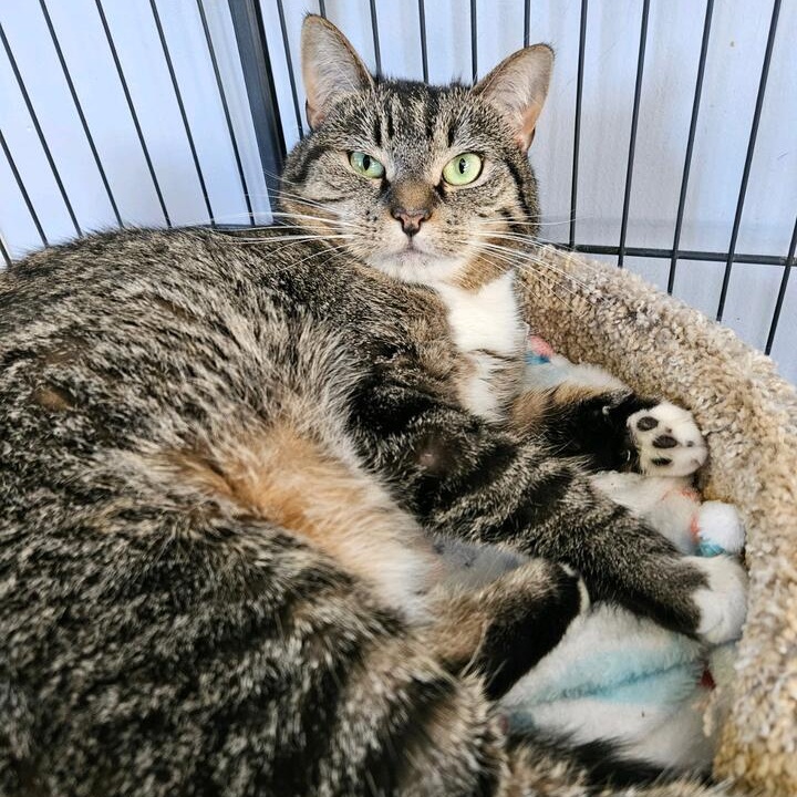 Evie, a Adoptable Domestic Short Hair in Warwick, RI image 2/5