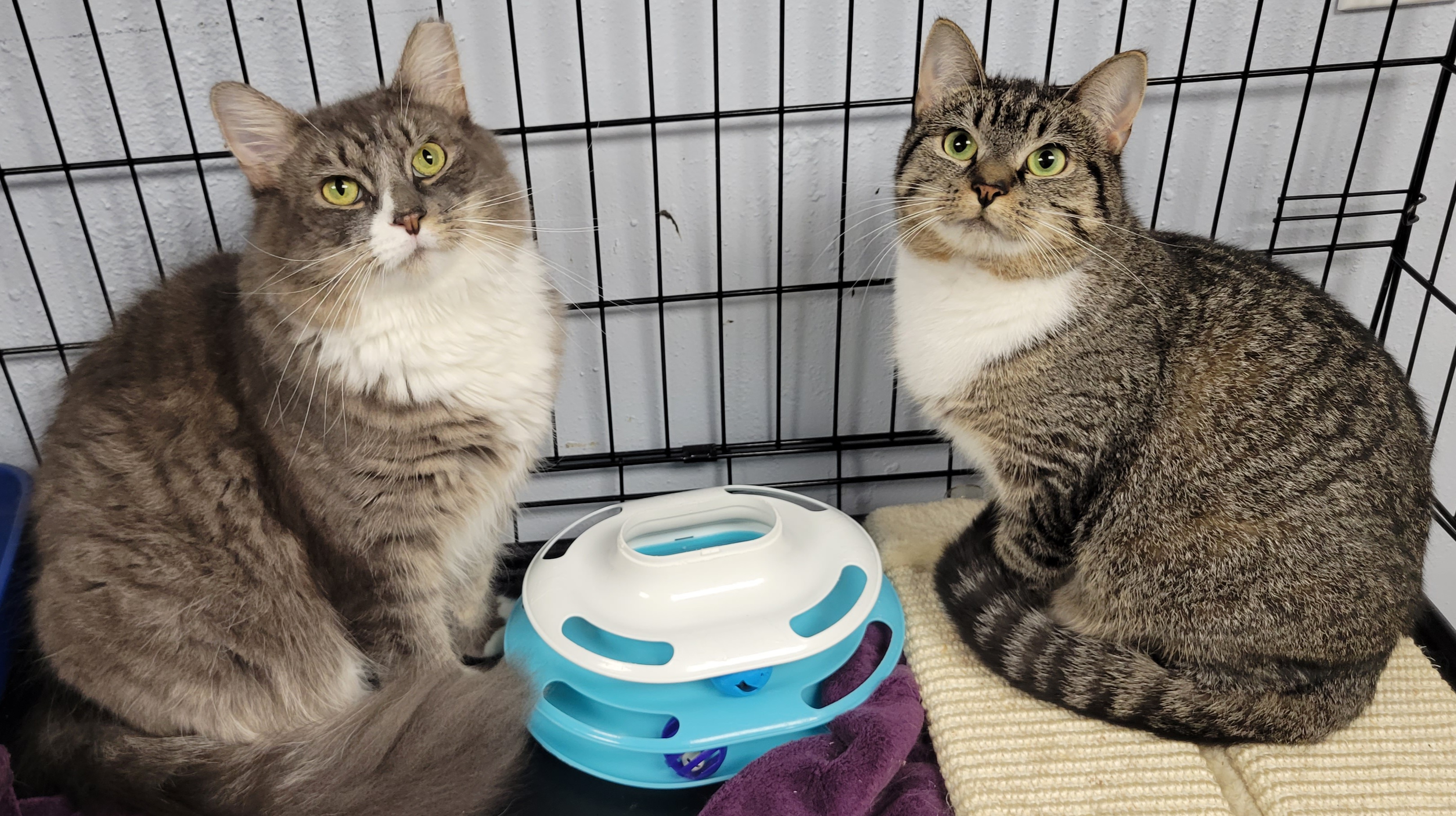 Evie, a Adoptable Domestic Short Hair in Warwick, RI image 5/5