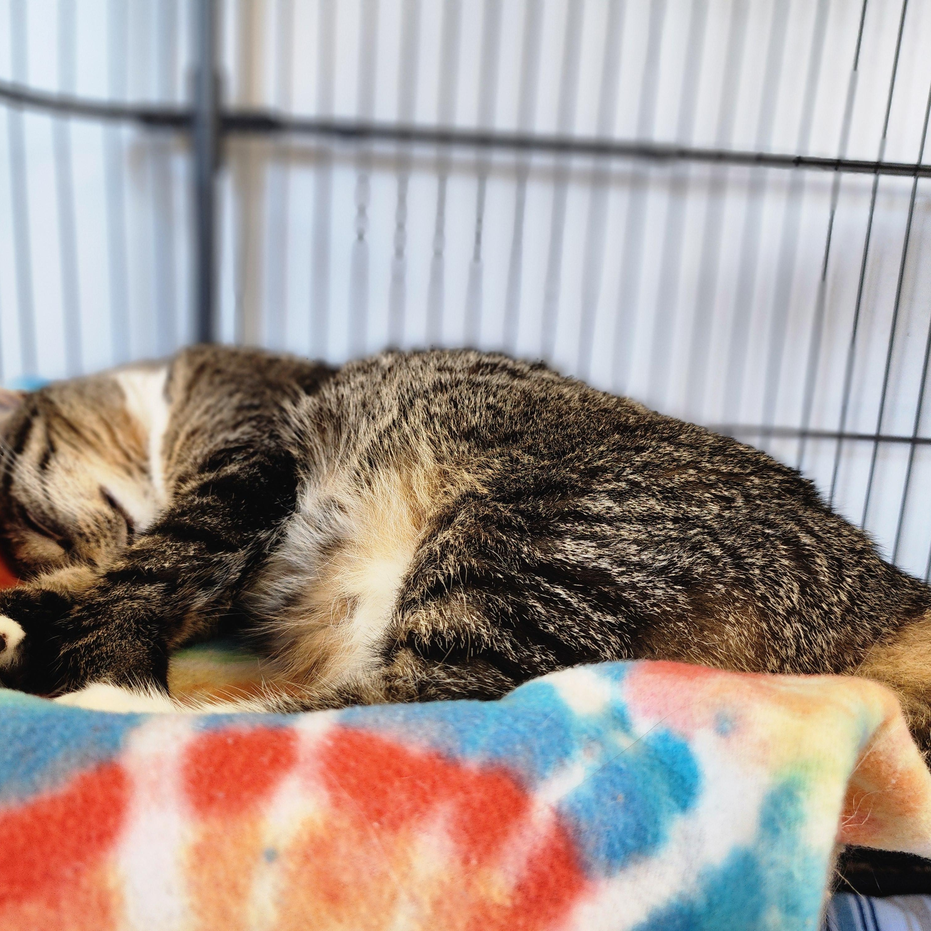 Evie, a Adoptable Domestic Short Hair in Warwick, RI image 4/5