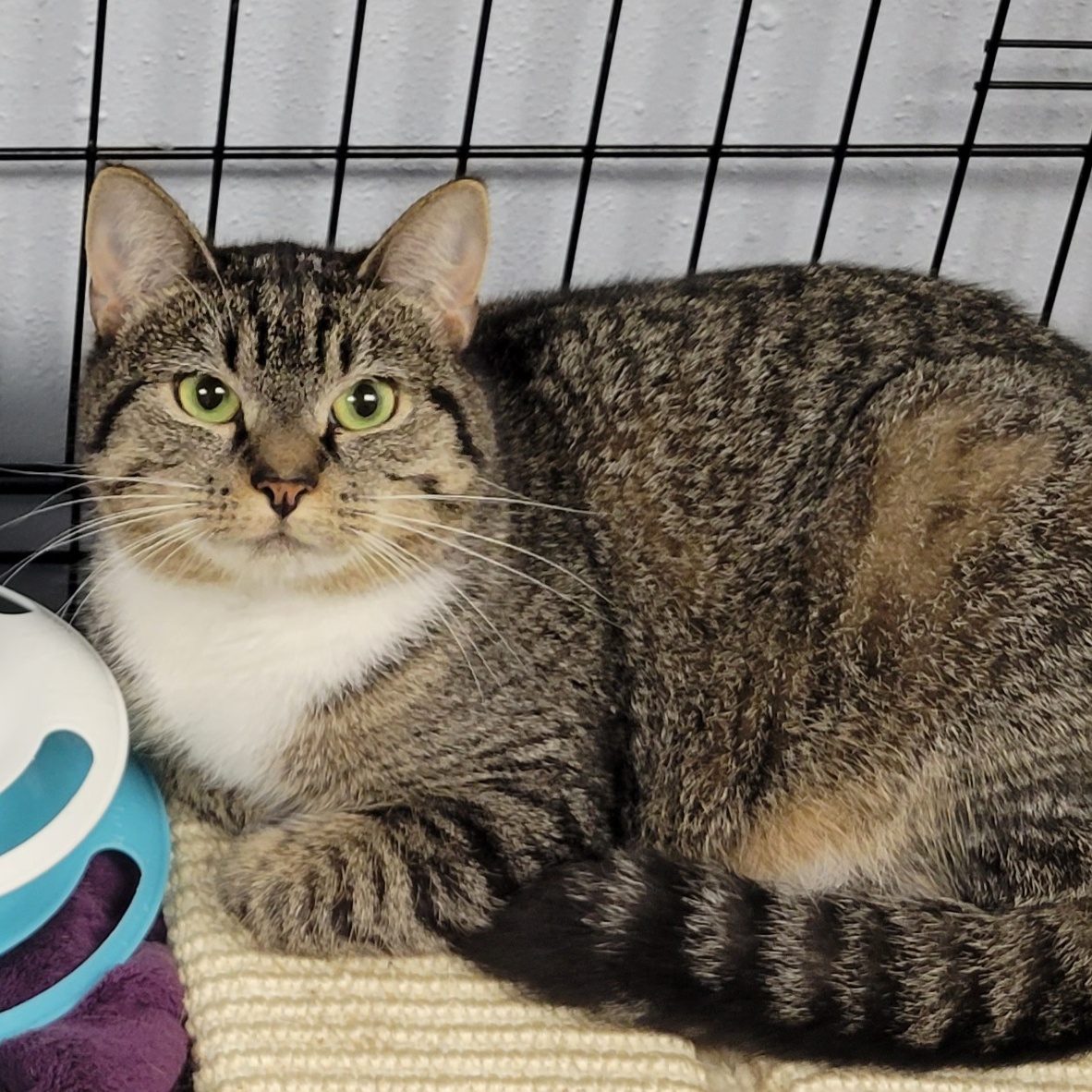Evie, a Adoptable Domestic Short Hair in Warwick, RI image 3/5