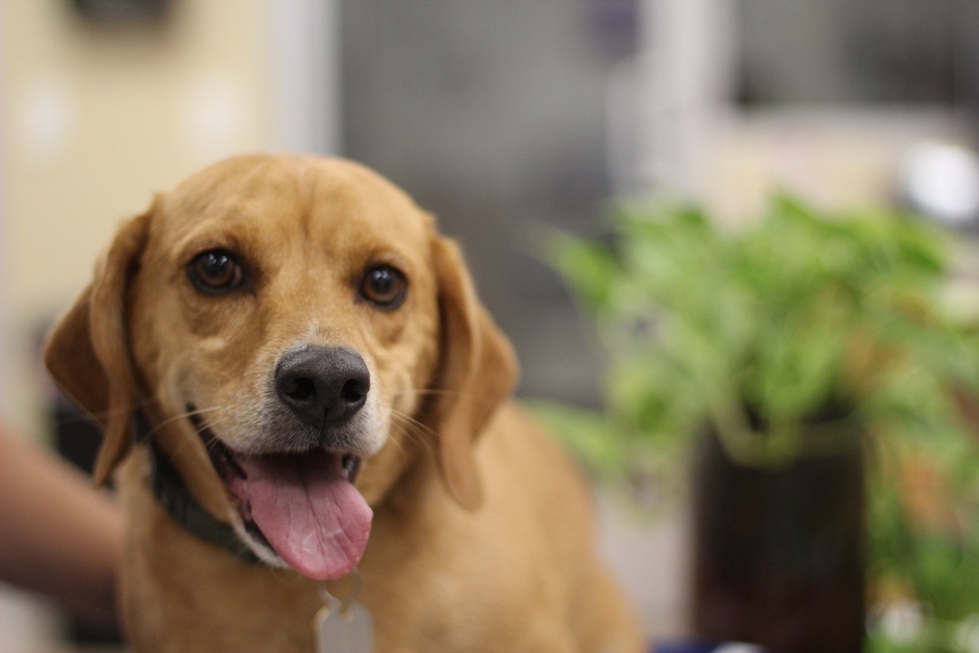 Chase, a Adopted mixed breed in Anaheim, CA image 1/4