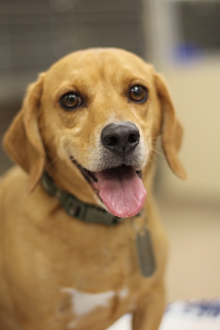 Chase, a Adopted mixed breed in Anaheim, CA image 2/4