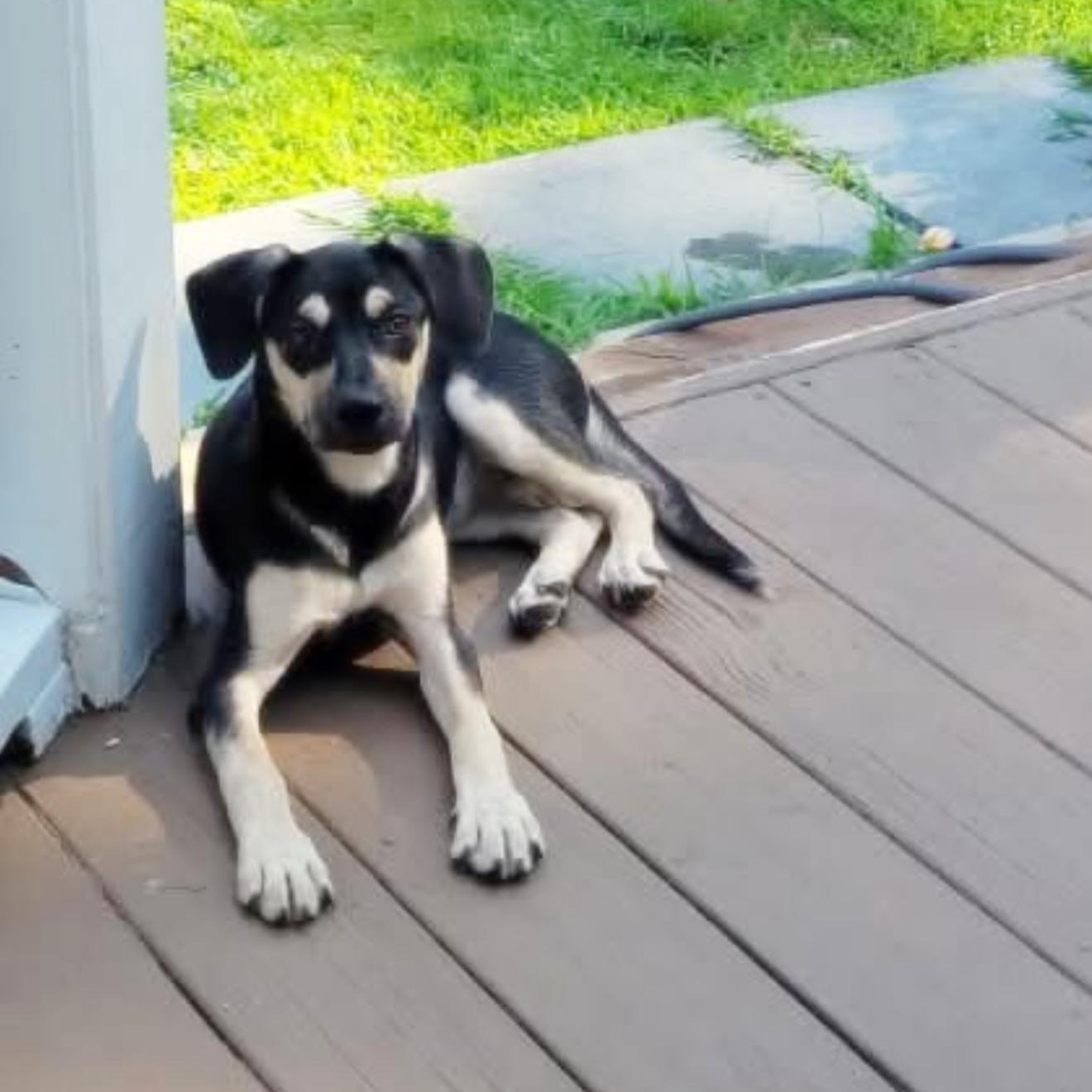 Enlarge Muffin, a ADOPTABLE Mixed Breed in Yaphank, NY image 3/6