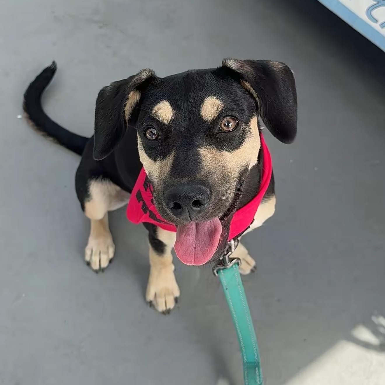 Enlarge Muffin, a ADOPTABLE Mixed Breed in Yaphank, NY image 5/6