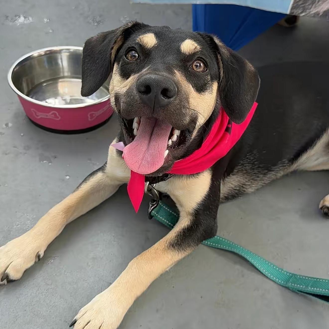 Enlarge Muffin, a ADOPTABLE Mixed Breed in Yaphank, NY image 6/6