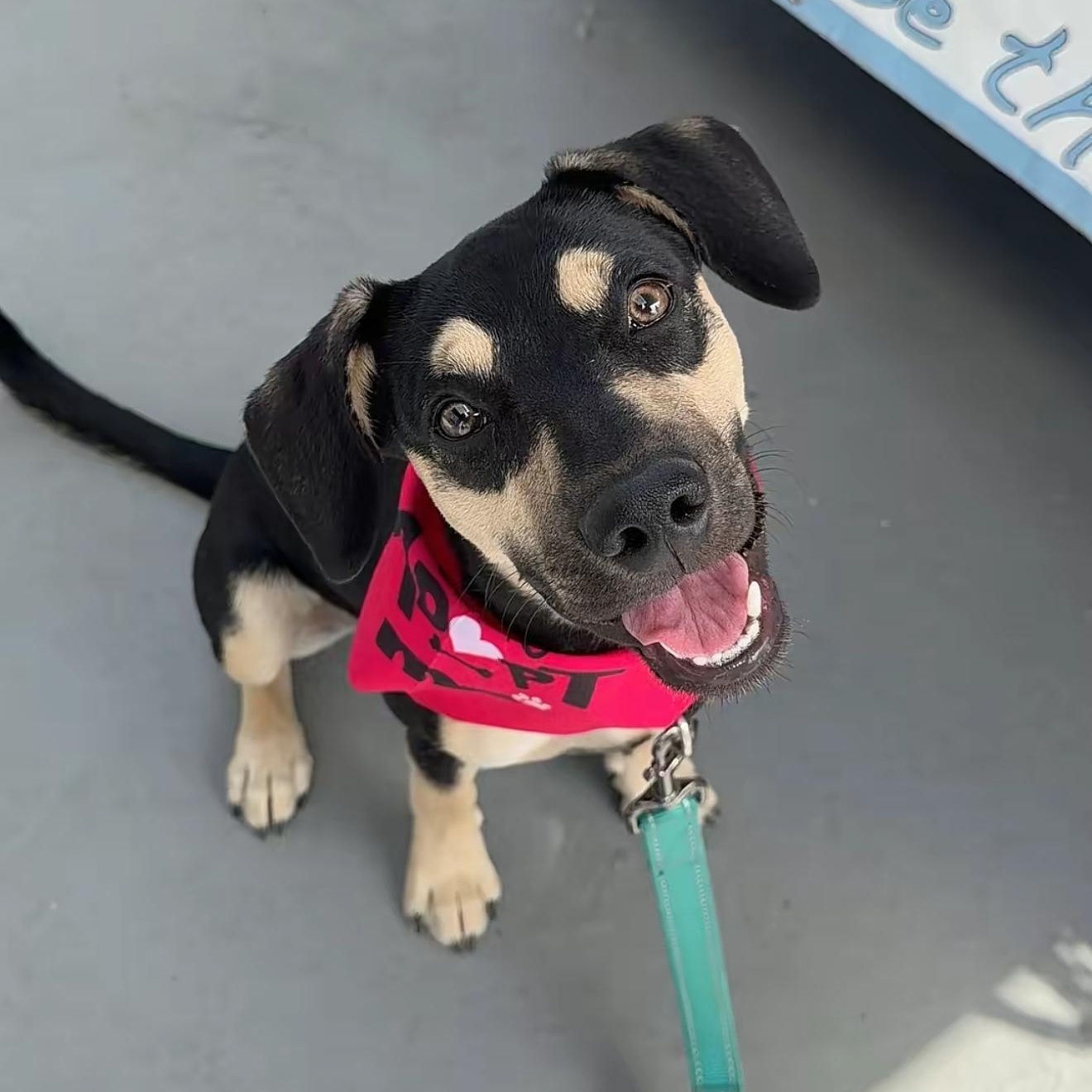 Enlarge Muffin, a ADOPTABLE Mixed Breed in Yaphank, NY image 1/6