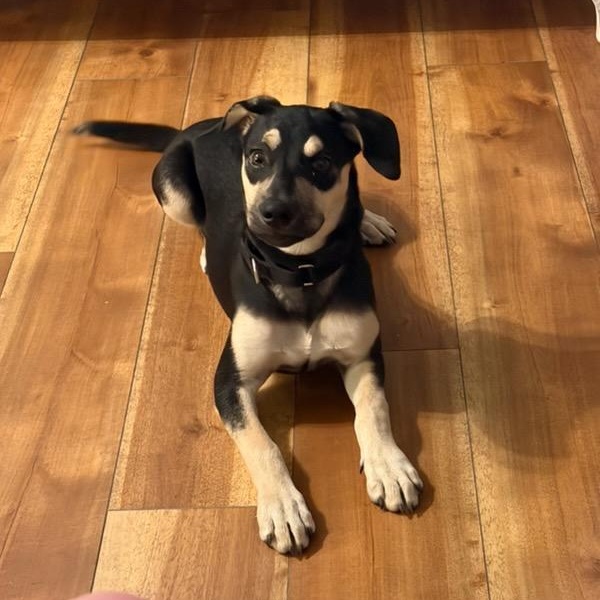 Enlarge Muffin, a ADOPTABLE Mixed Breed in Yaphank, NY image 2/6