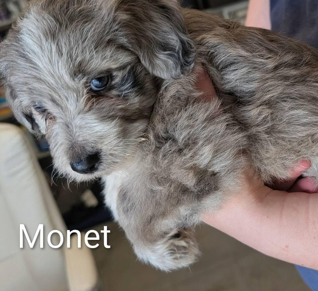 Enlarge Monet - Works of Art Litter, a ADOPTABLE Catahoula Leopard Dog in Amelia, OH image 4/5