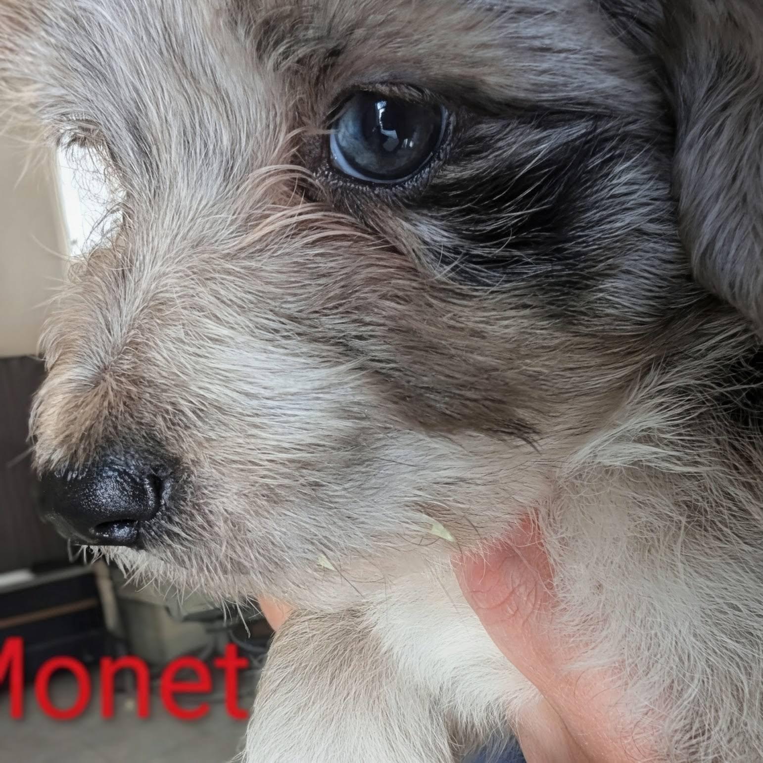 Enlarge Monet - Works of Art Litter, a ADOPTABLE Catahoula Leopard Dog in Amelia, OH image 1/5
