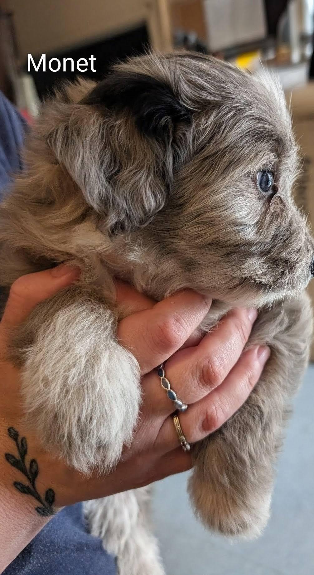 Enlarge Monet - Works of Art Litter, a ADOPTABLE Catahoula Leopard Dog in Amelia, OH image 3/5