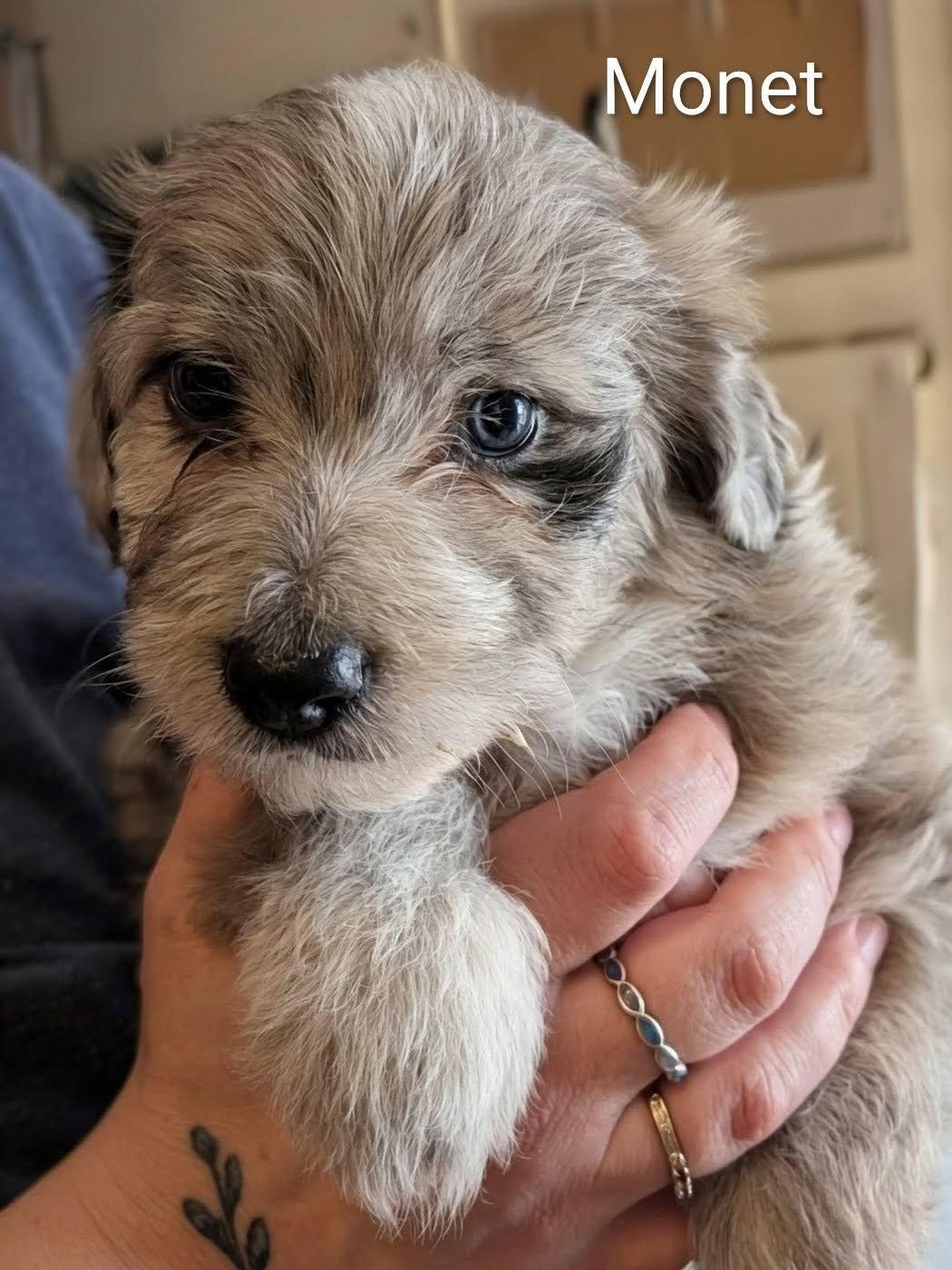 Enlarge Monet - Works of Art Litter, a ADOPTABLE Catahoula Leopard Dog in Amelia, OH image 2/5