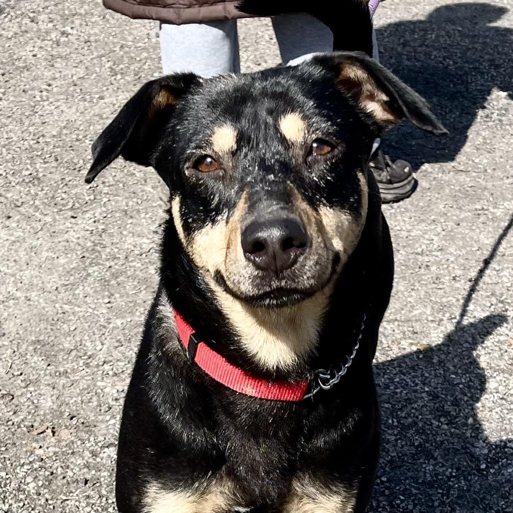 Enlarge Ivy, a Adoptable mixed breed in Deerfield, IL image 1/5