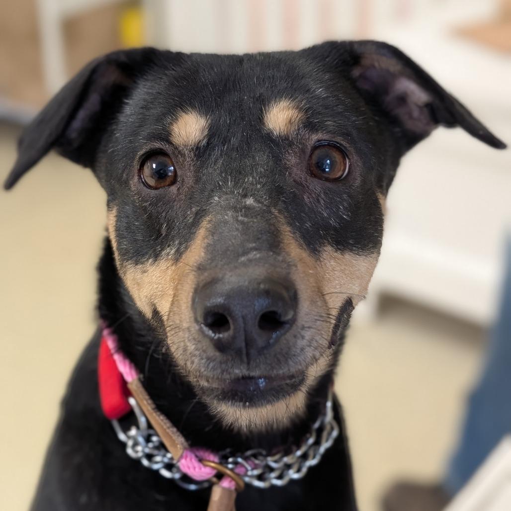 Enlarge Ivy, a Adoptable mixed breed in Deerfield, IL image 2/5