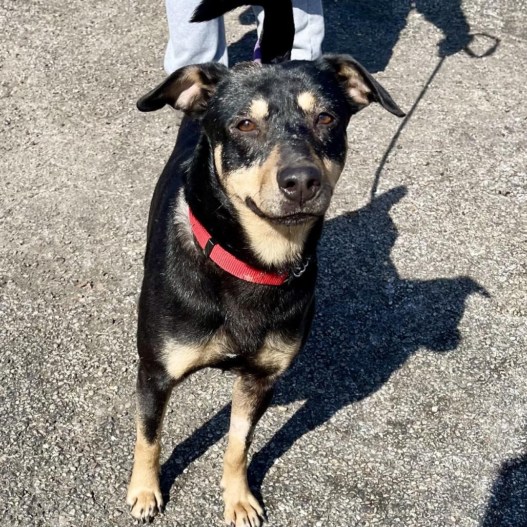 Enlarge Ivy, a Adoptable mixed breed in Deerfield, IL image 3/5