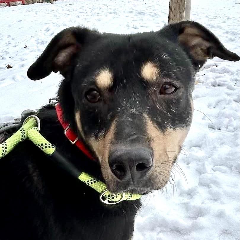 Enlarge Ivy, a Adoptable mixed breed in Deerfield, IL image 4/5