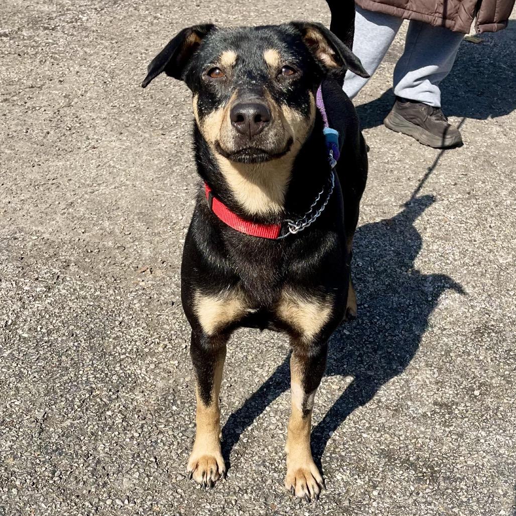 Enlarge Ivy, a Adoptable mixed breed in Deerfield, IL image 5/5