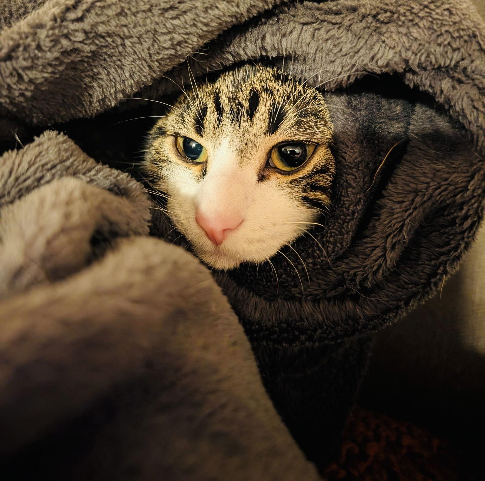 Judy, Adoptable, Young Female Domestic Short Hair.