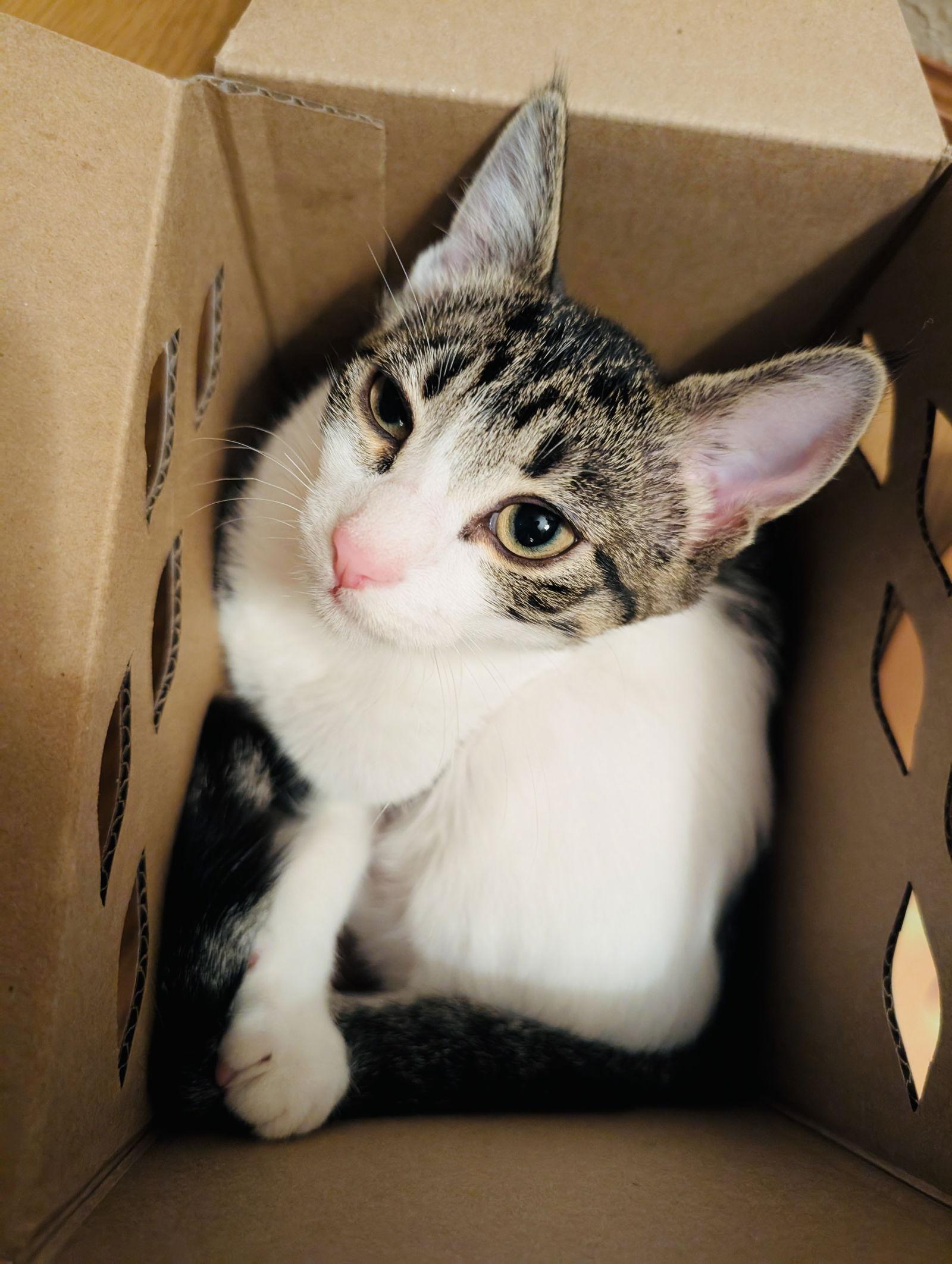 Enlarge Judy, a Adoptable Domestic Short Hair in Princeton, MN image 2/3