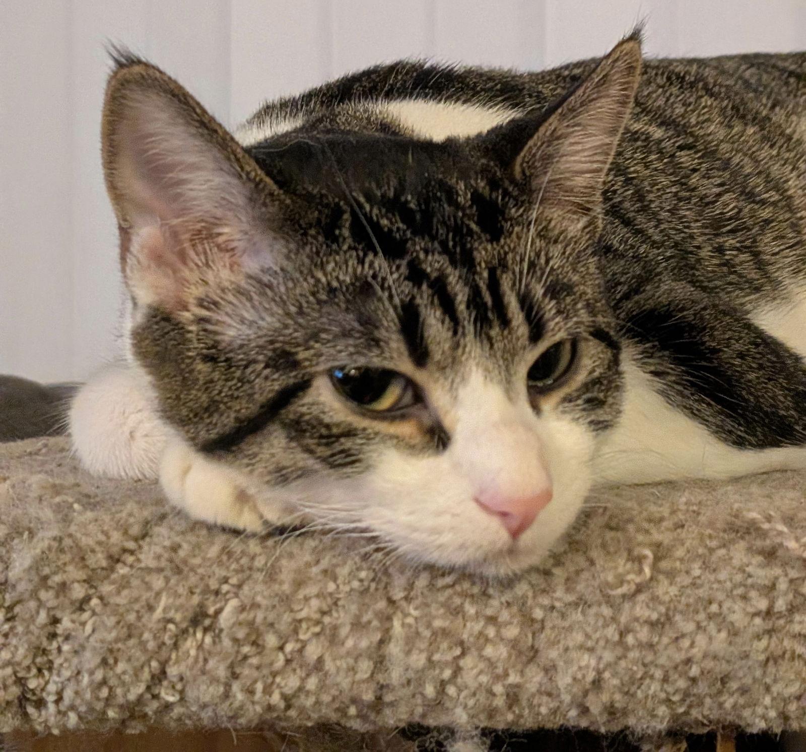 Judy, Adoptable, Young Female Domestic Short Hair.