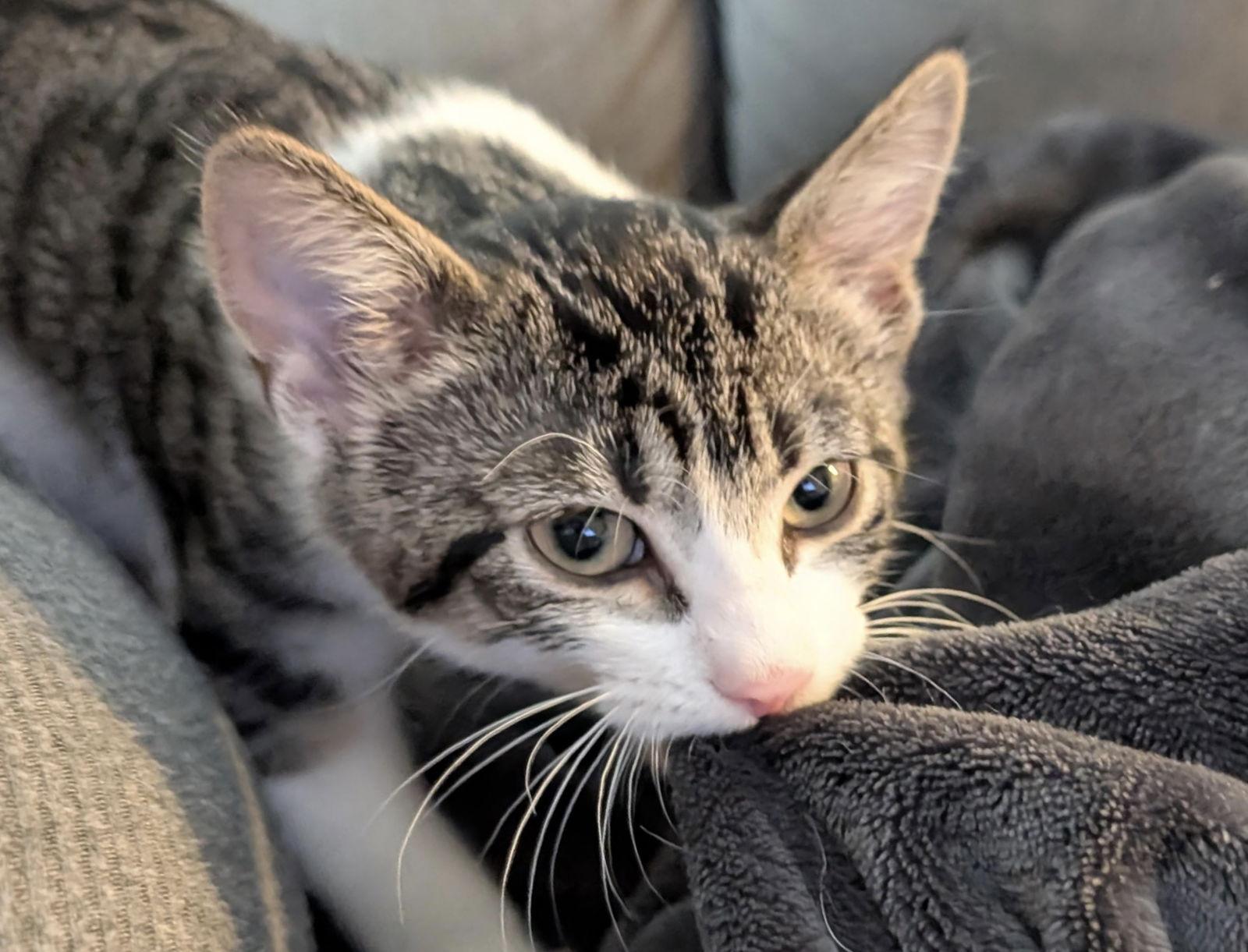 Enlarge Judy, a Adoptable Domestic Short Hair in Princeton, MN image 3/3