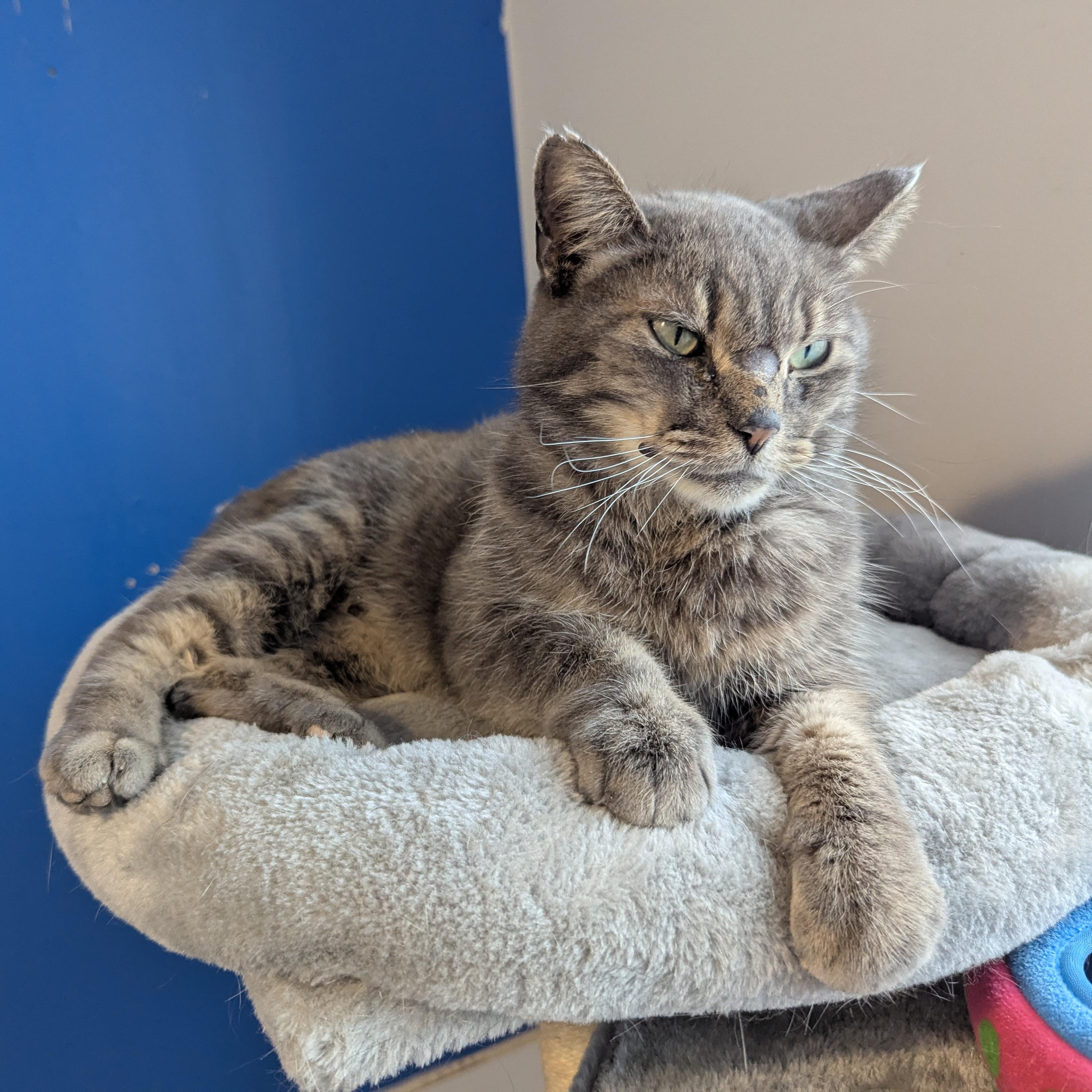 Ratchet, ADOPTABLE, Adult Male Domestic Short Hair.